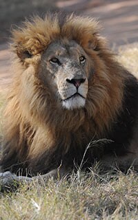 A lion yesterday. Picture: Getty Images - ${keywords}